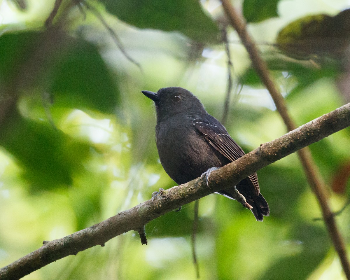 Plumbeous Antvireo - ML476811751