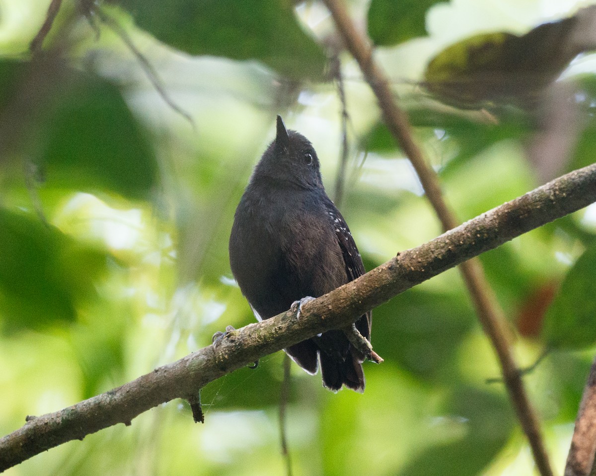 Plumbeous Antvireo - ML476811791