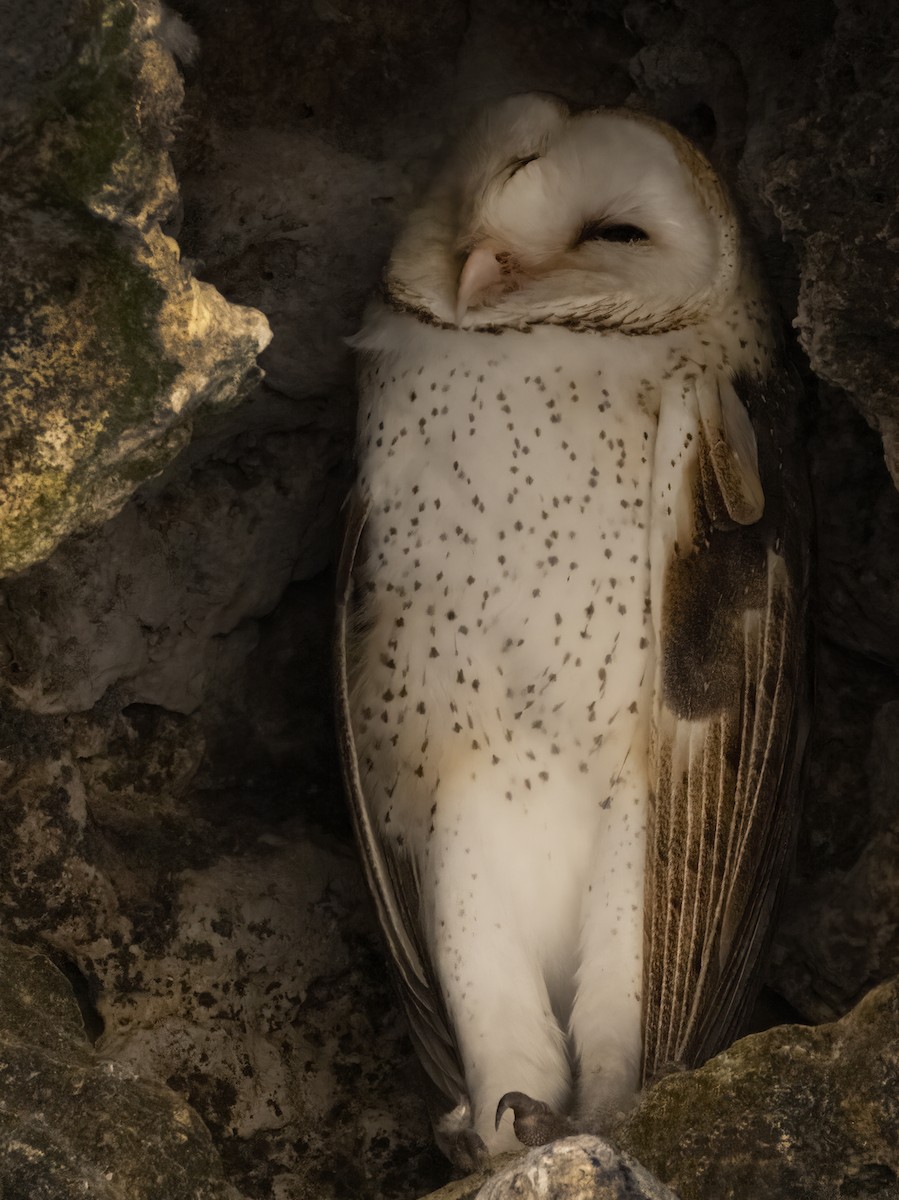 Barn Owl - Susan Davis