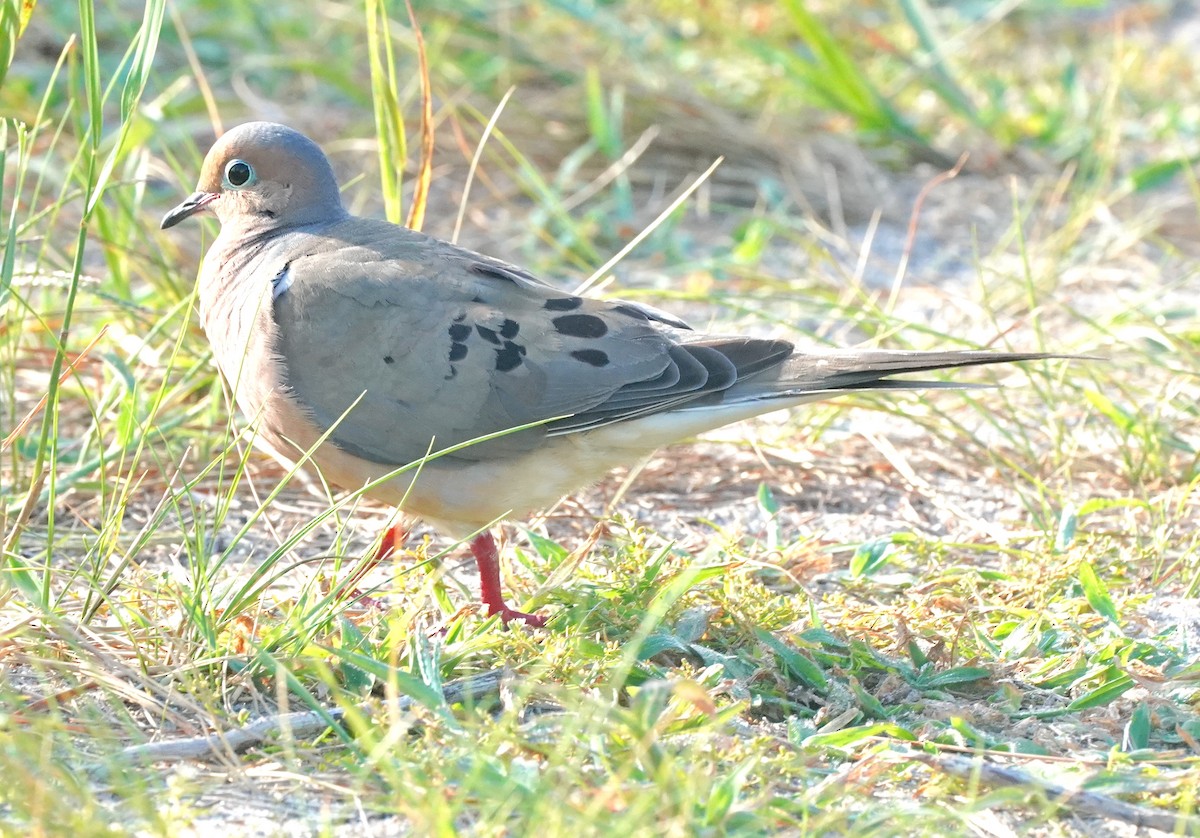 Mourning Dove - ML476812691