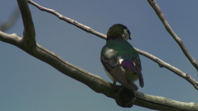 Фиолетово-зелёная ласточка - ML476813