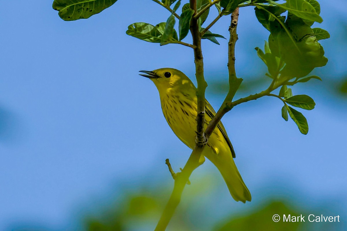 Yellow Warbler (Northern) - ML476815061