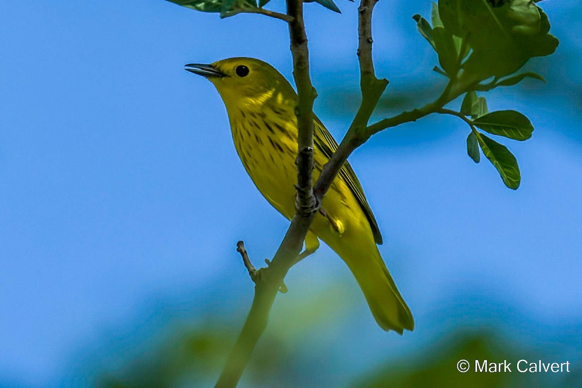 Yellow Warbler (Northern) - ML476815071