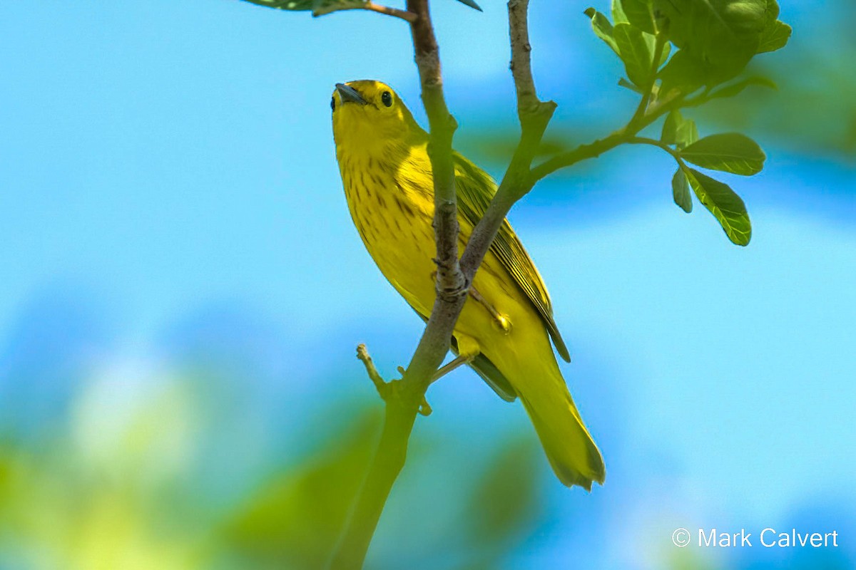 Yellow Warbler (Northern) - ML476815221