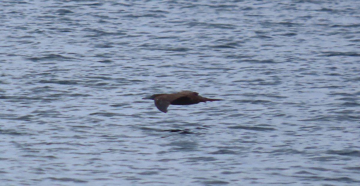 Brown Booby - Cathy Olson