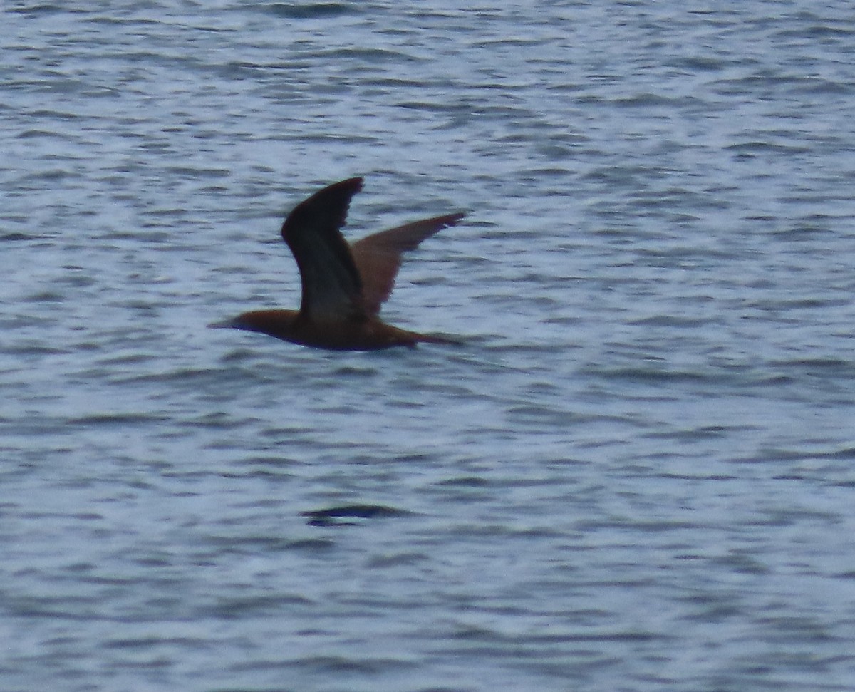 Brown Booby - Cathy Olson