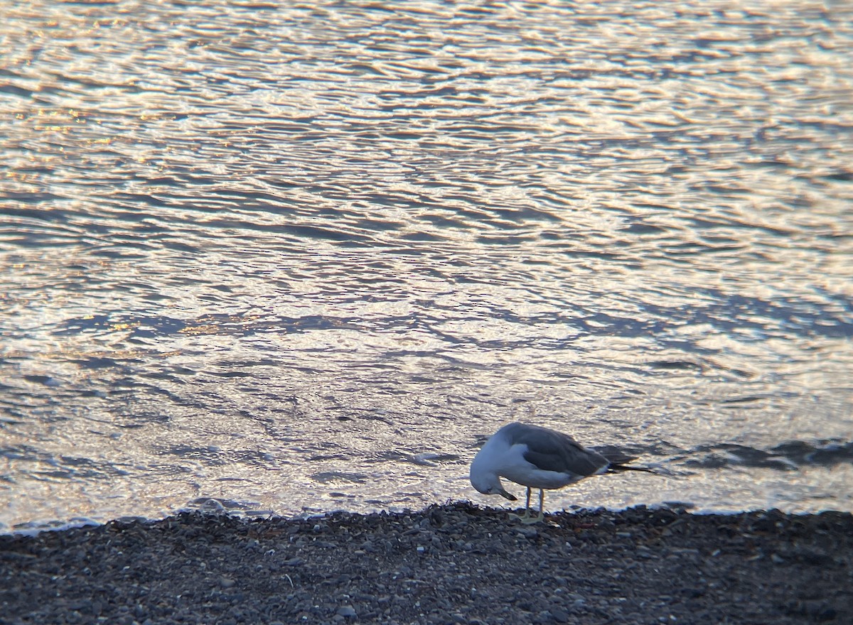 Black-tailed Gull - ML476819491