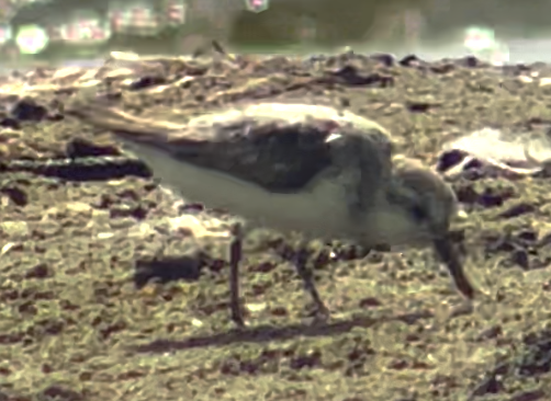 Sanderling - ML476819721