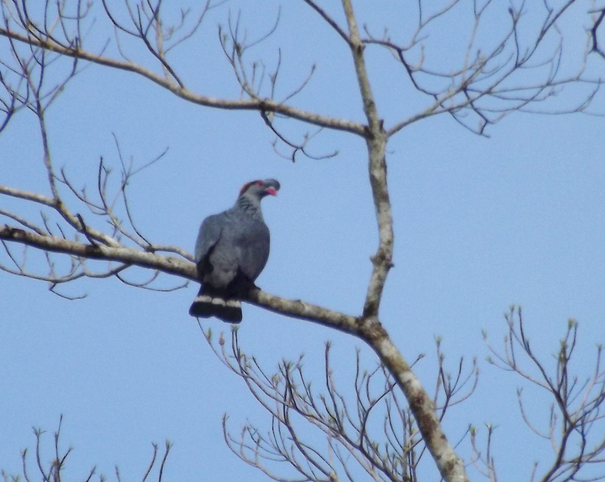 Topknot Pigeon - ML47681991