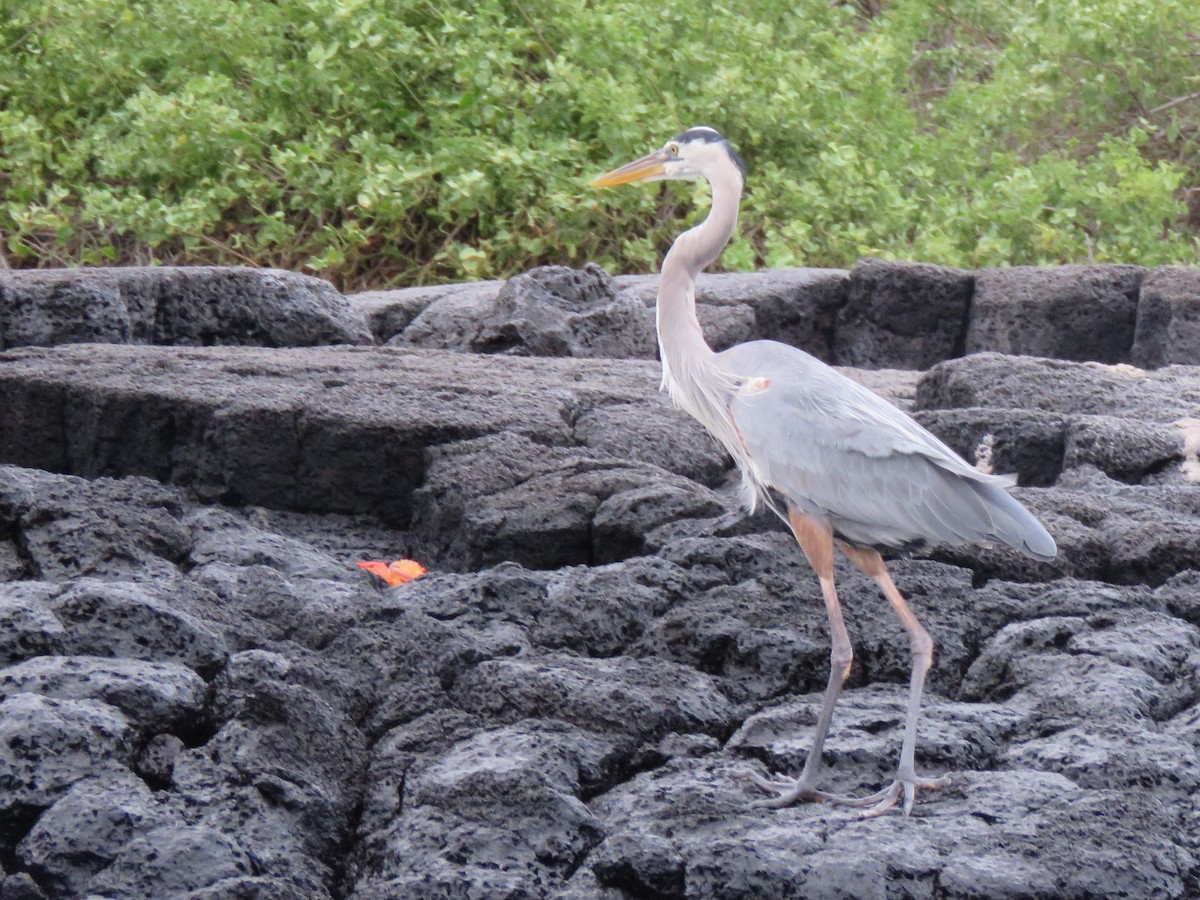 Great Blue Heron - ML476821741