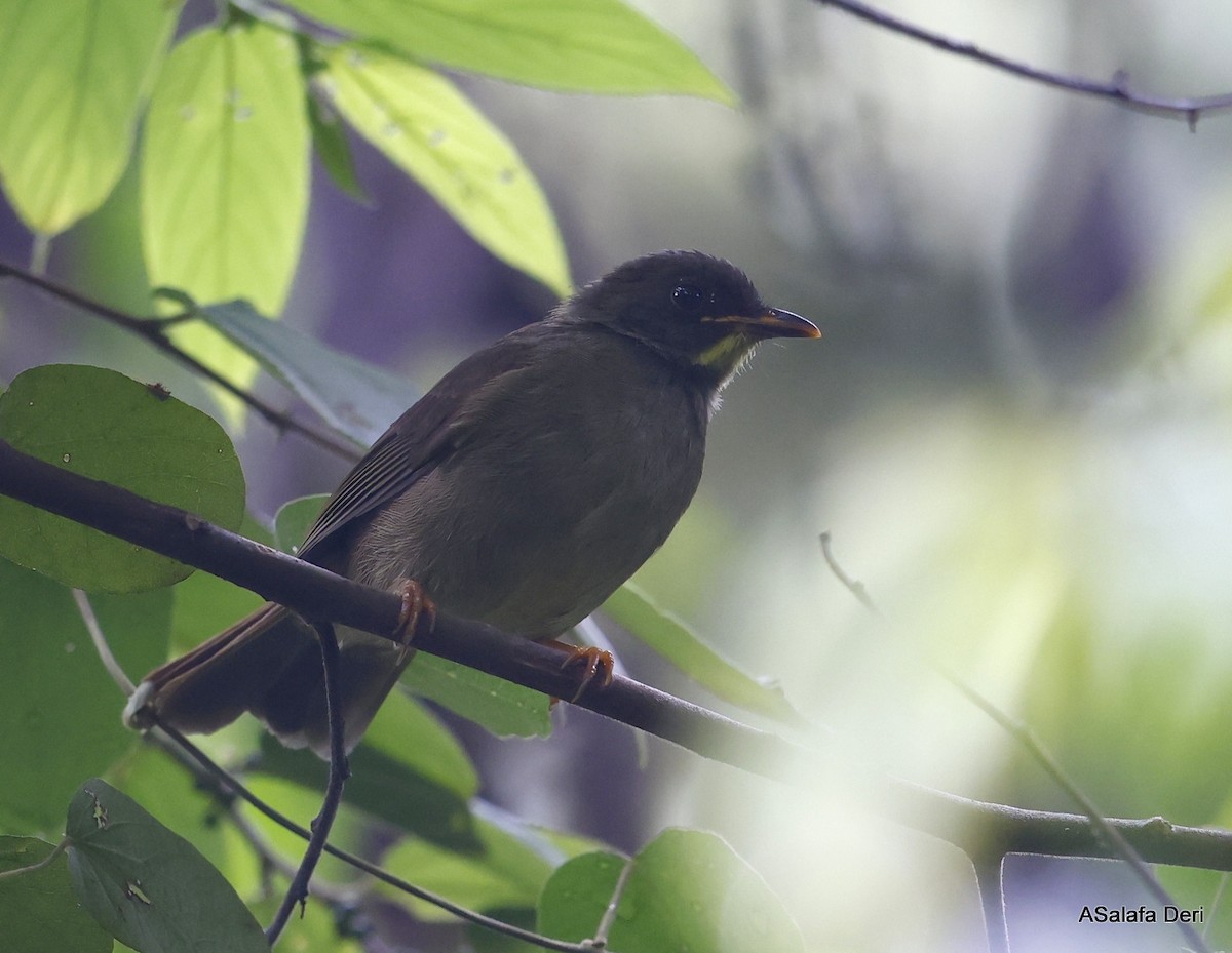 Yellow-whiskered Greenbul - ML476822261