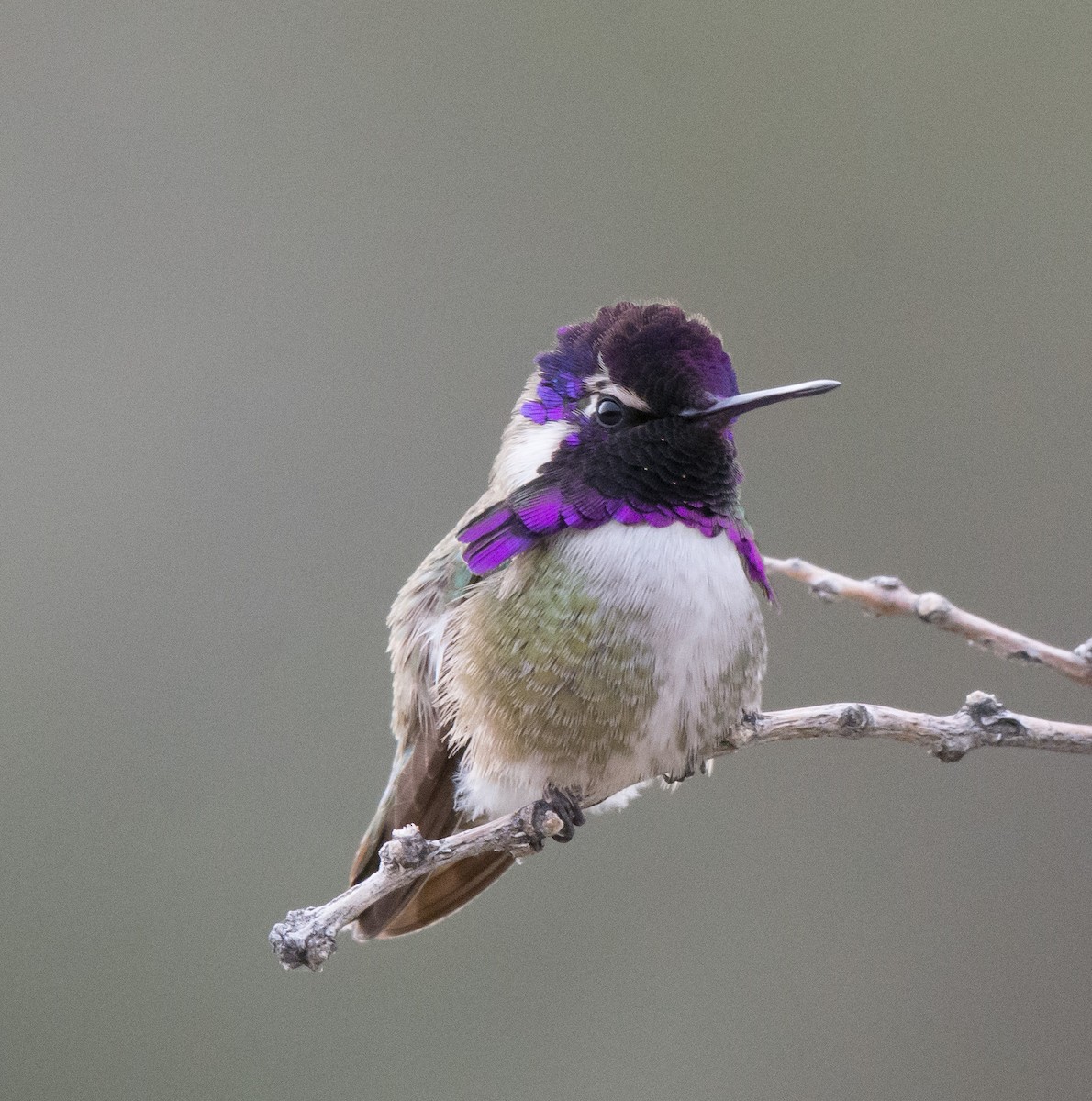 Costa's Hummingbird - ML47682281