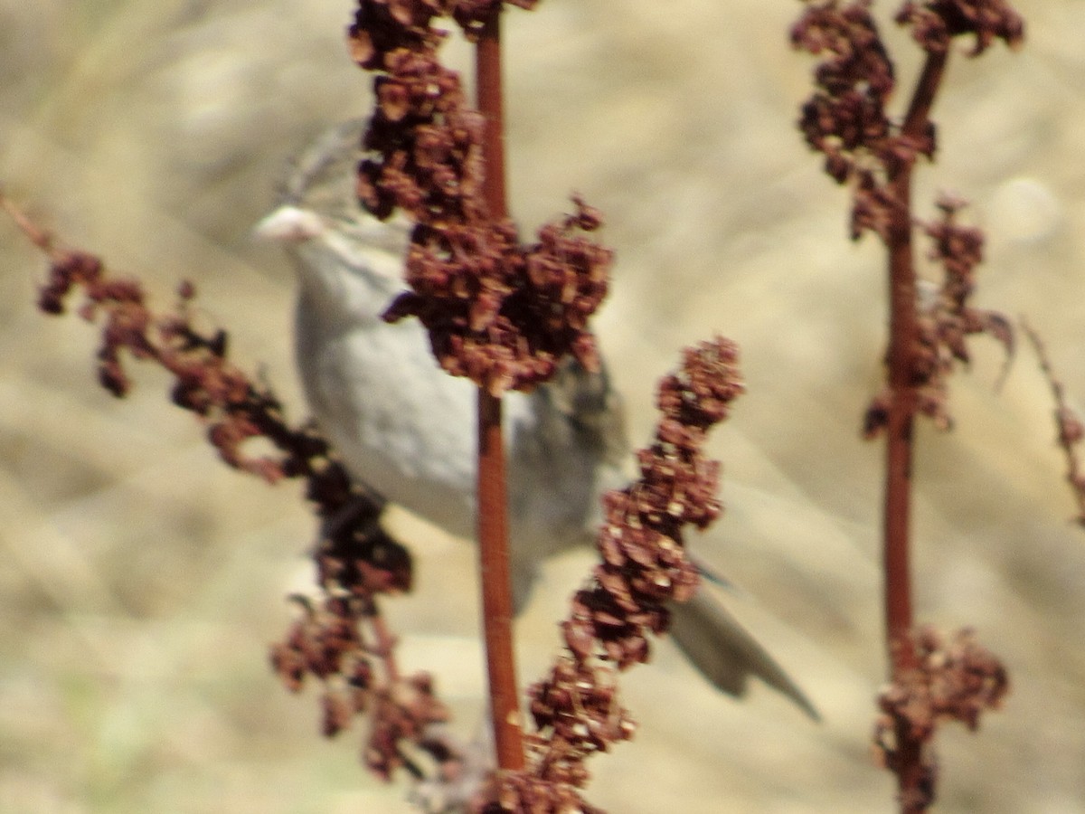 Brewer's Sparrow - ML476822811