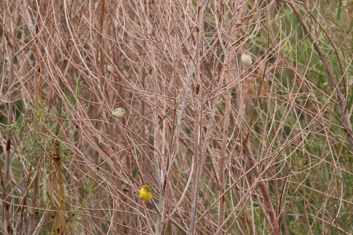 Lucy's Warbler - ML476823391