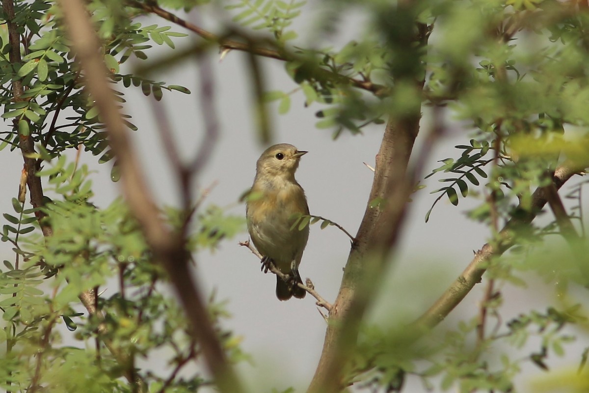 Lucy's Warbler - ML476823551