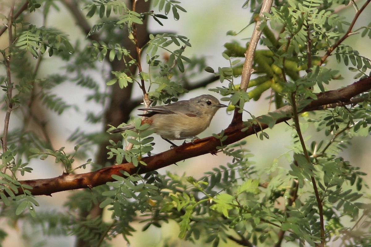 Lucy's Warbler - ML476823561