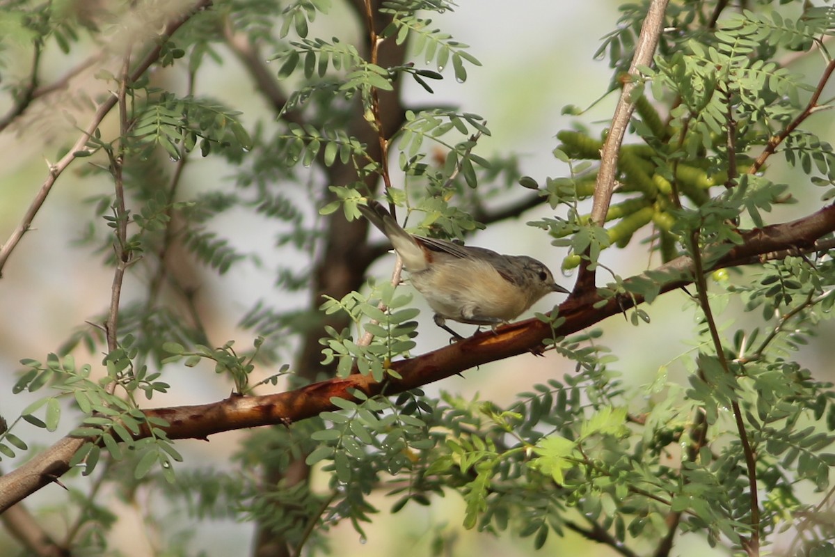 Lucy's Warbler - ML476823571