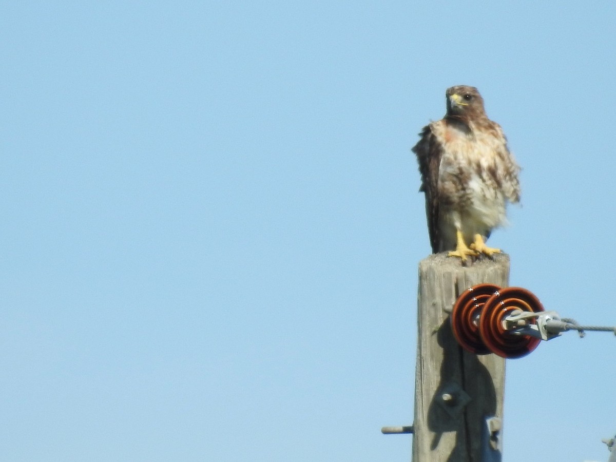 Red-tailed Hawk - alice horst