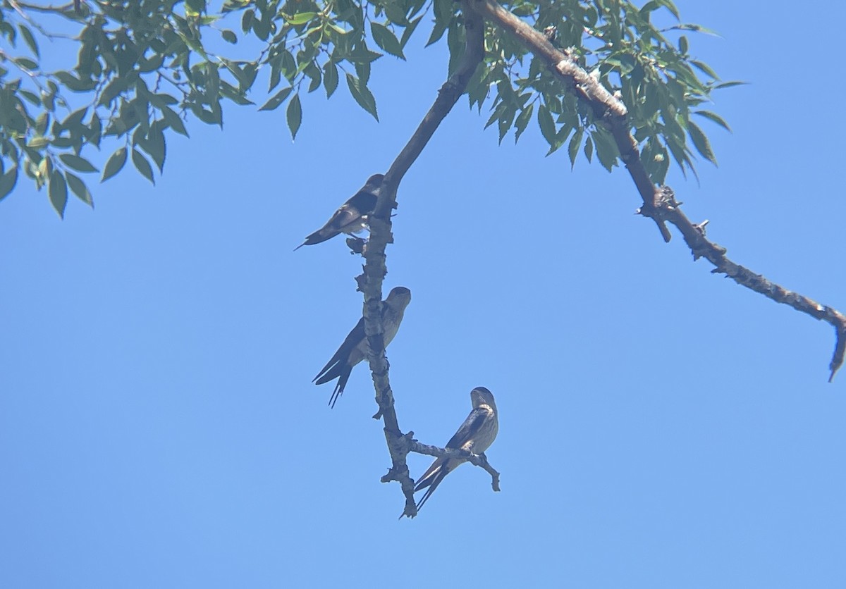 Golondrina Dáurica - ML476824741