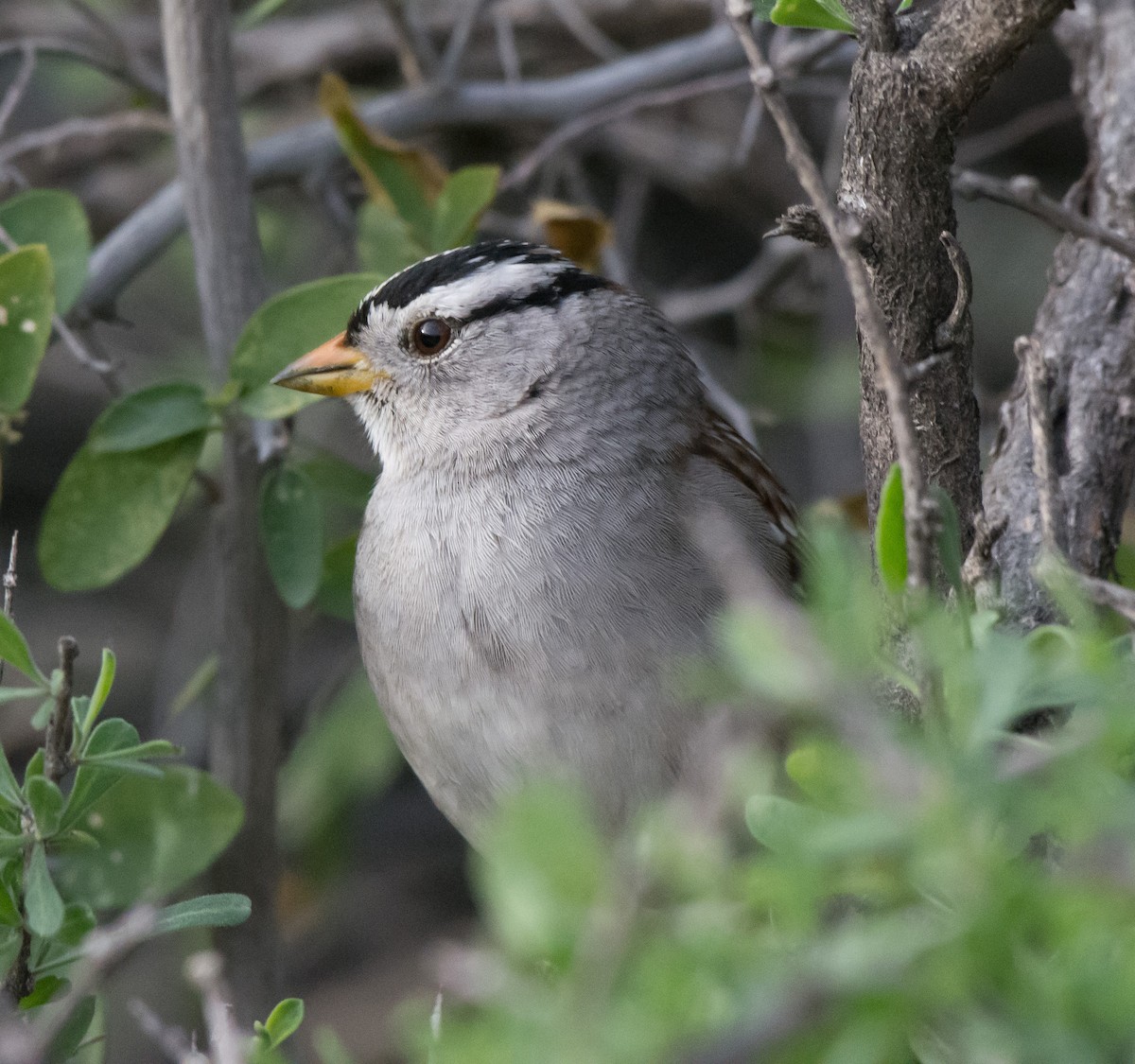 White-crowned Sparrow - Gordon Karre