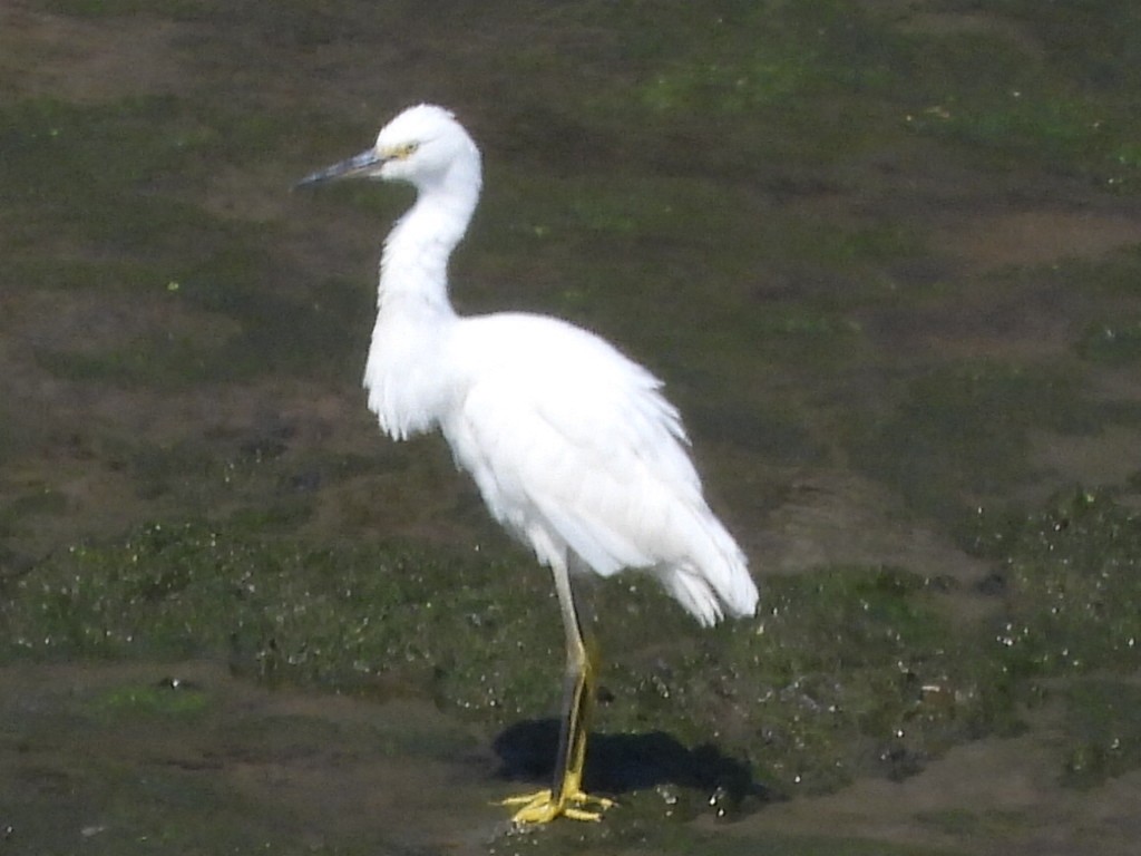 Snowy Egret - ML476826591