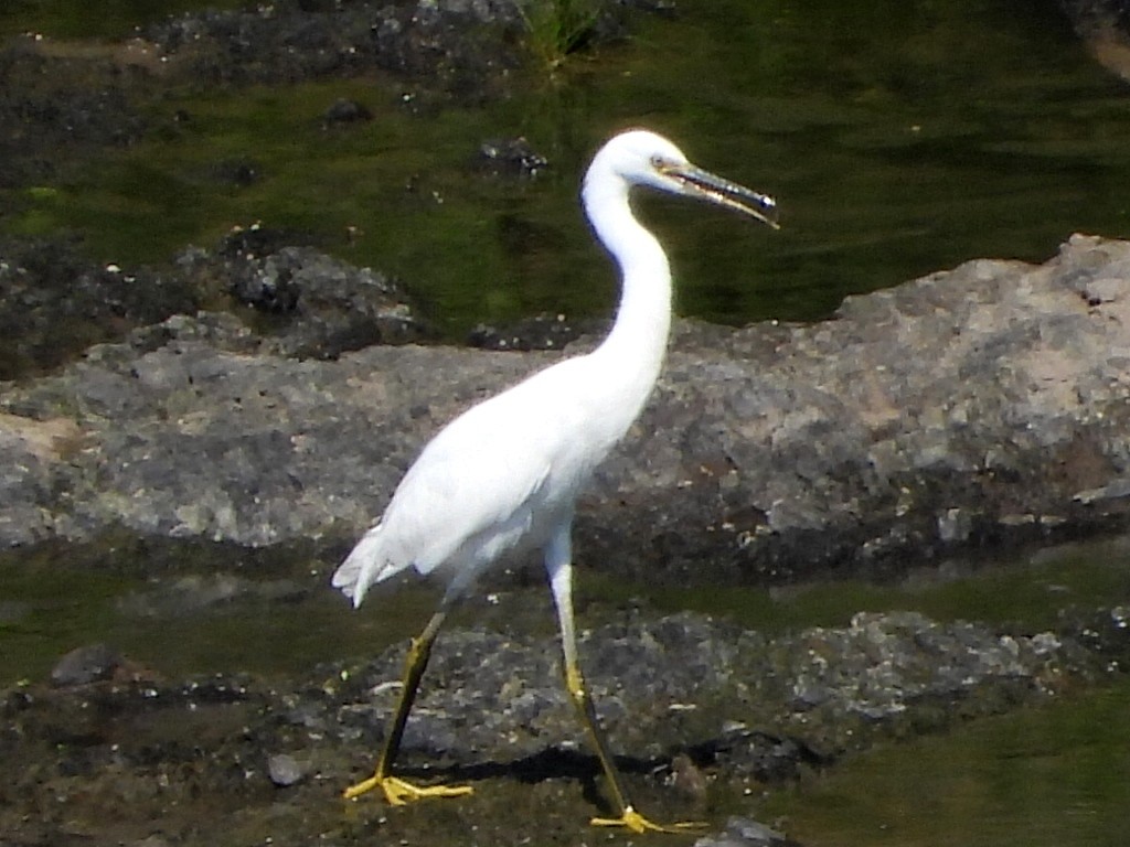 Snowy Egret - janice tefft