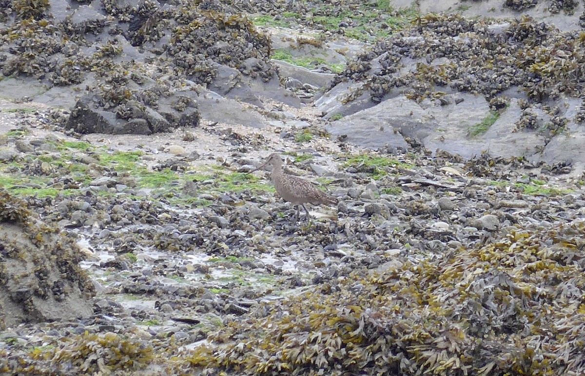 Aguja Canela - ML476826751