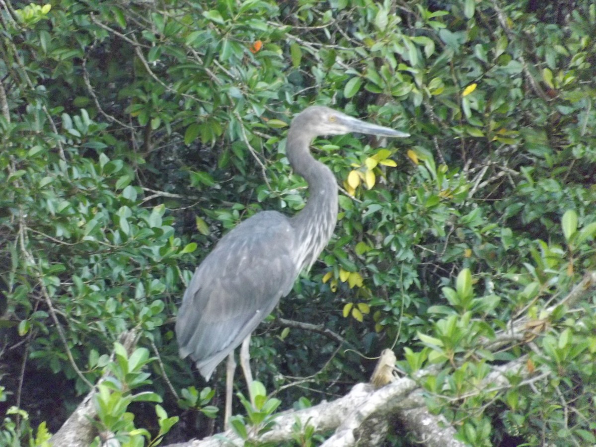 Great-billed Heron - ML47682701