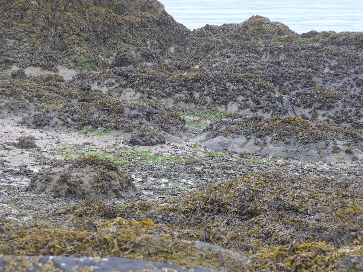 Aguja Canela - ML476827431