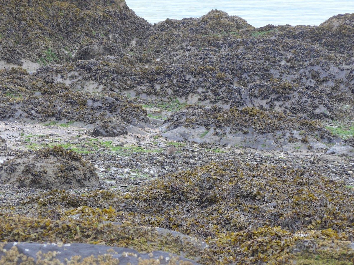 Aguja Canela - ML476827441