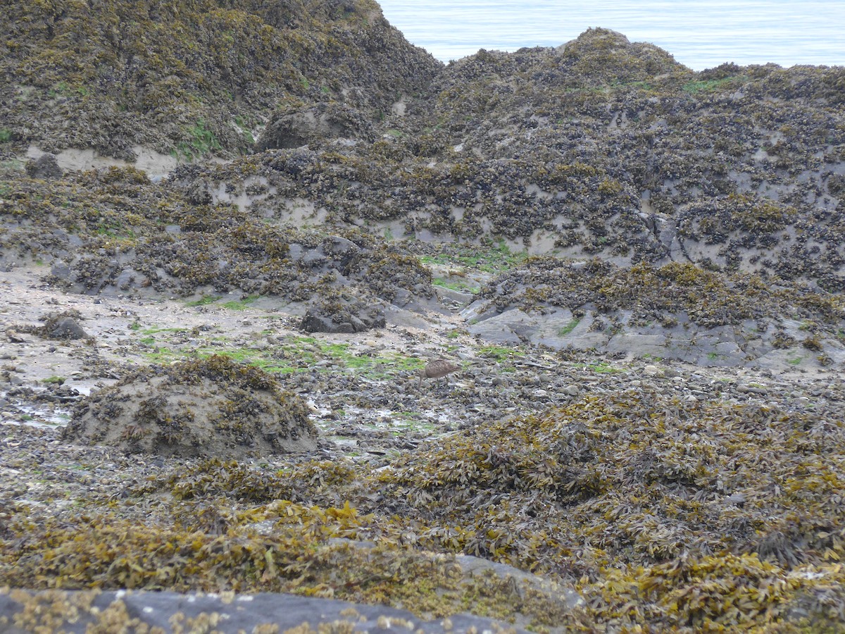 Aguja Canela - ML476827461