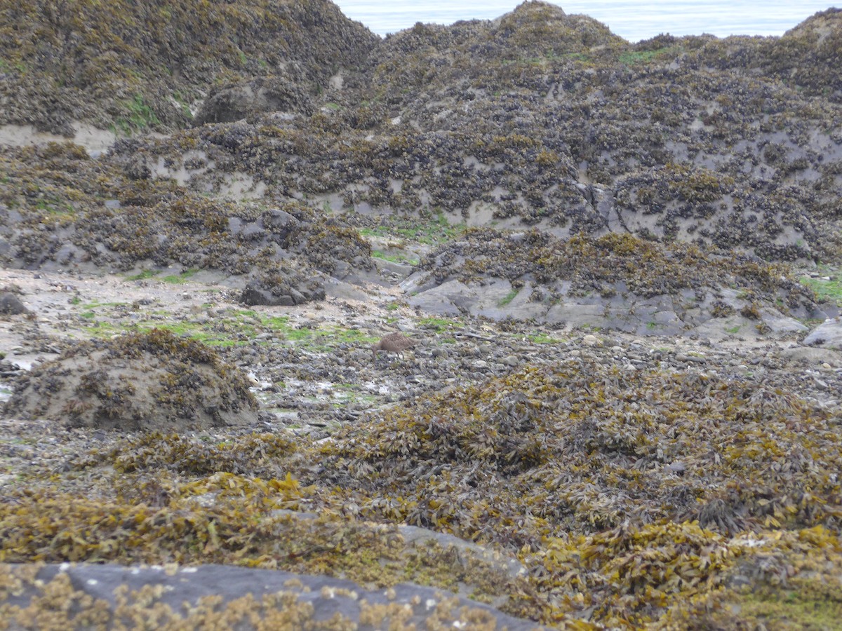 Aguja Canela - ML476827471