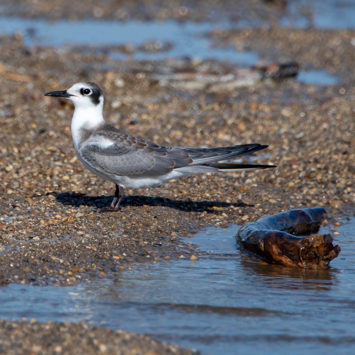 Black Tern - ML476827711