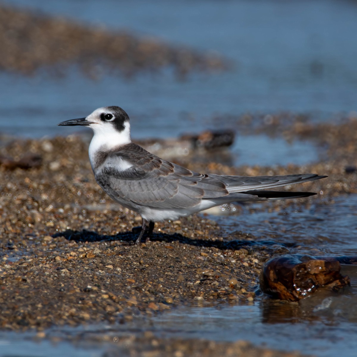 Black Tern - ML476827721