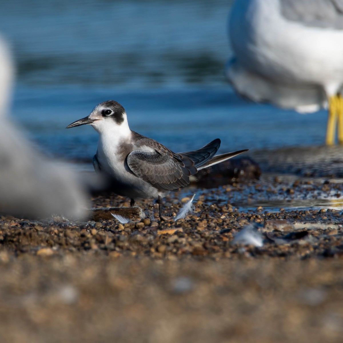 Black Tern - ML476827761