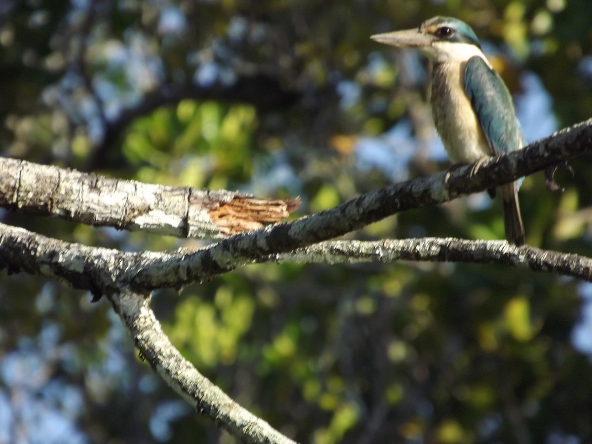 Sacred Kingfisher - ML47682801