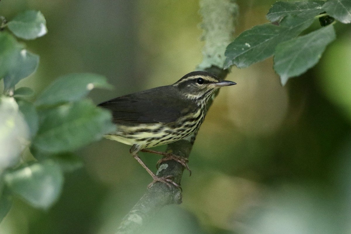 Northern Waterthrush - John Garrett