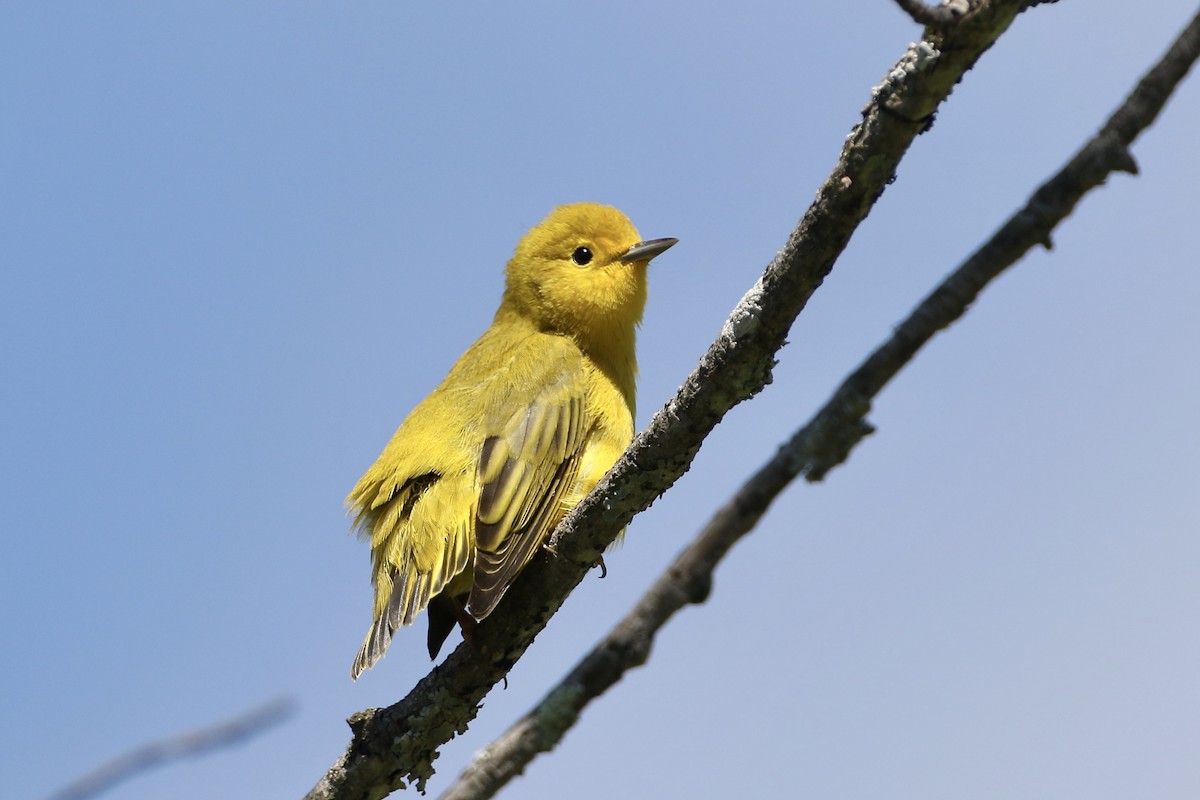 Yellow Warbler - John Garrett
