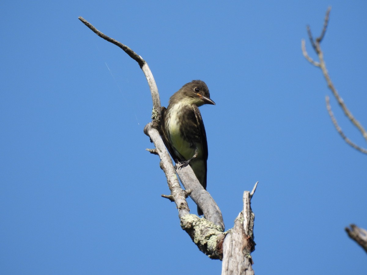 Olive-sided Flycatcher - ML476829371