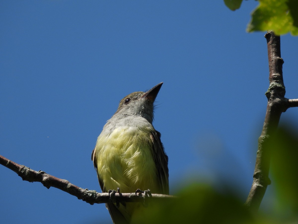 Great Crested Flycatcher - ML476829401