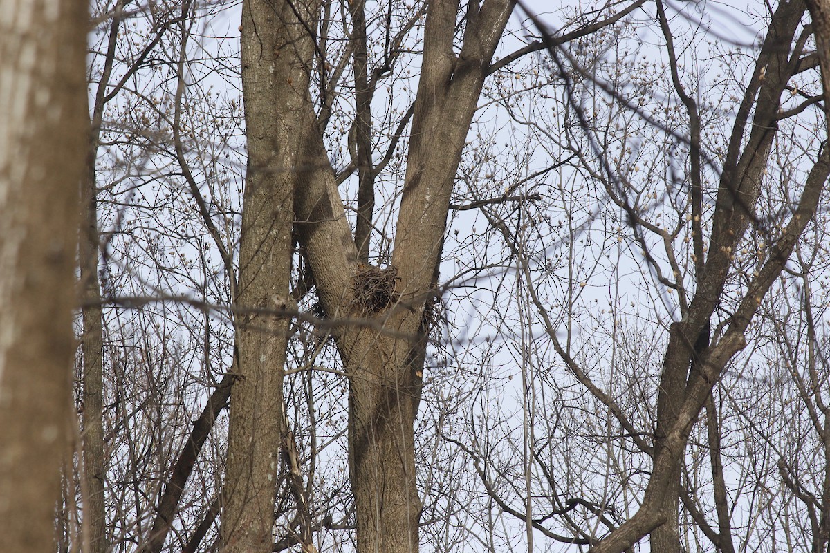 Great Horned Owl - ML476829851