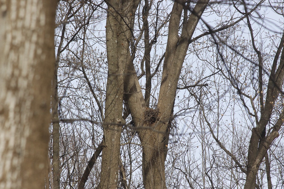 Great Horned Owl - ML476829861