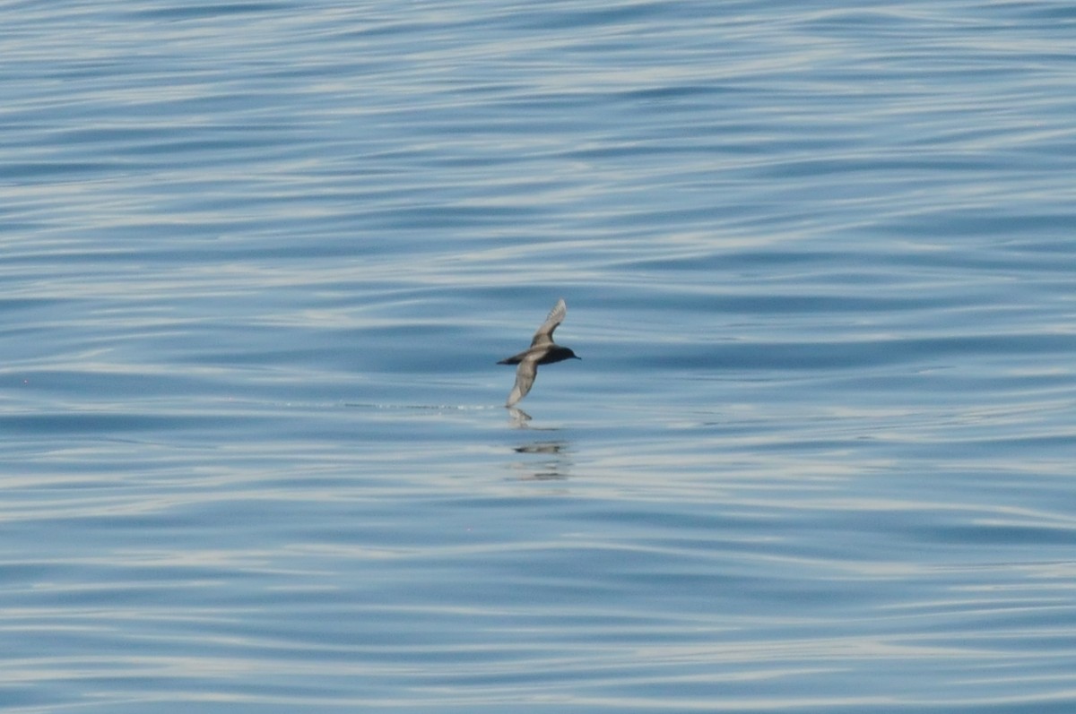 Sooty Shearwater - ML476829941