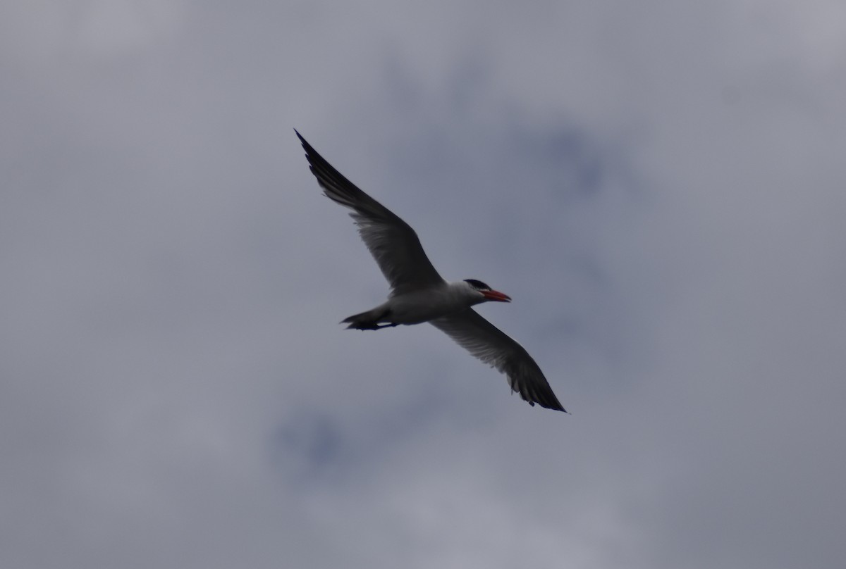 Caspian Tern - ML476832691