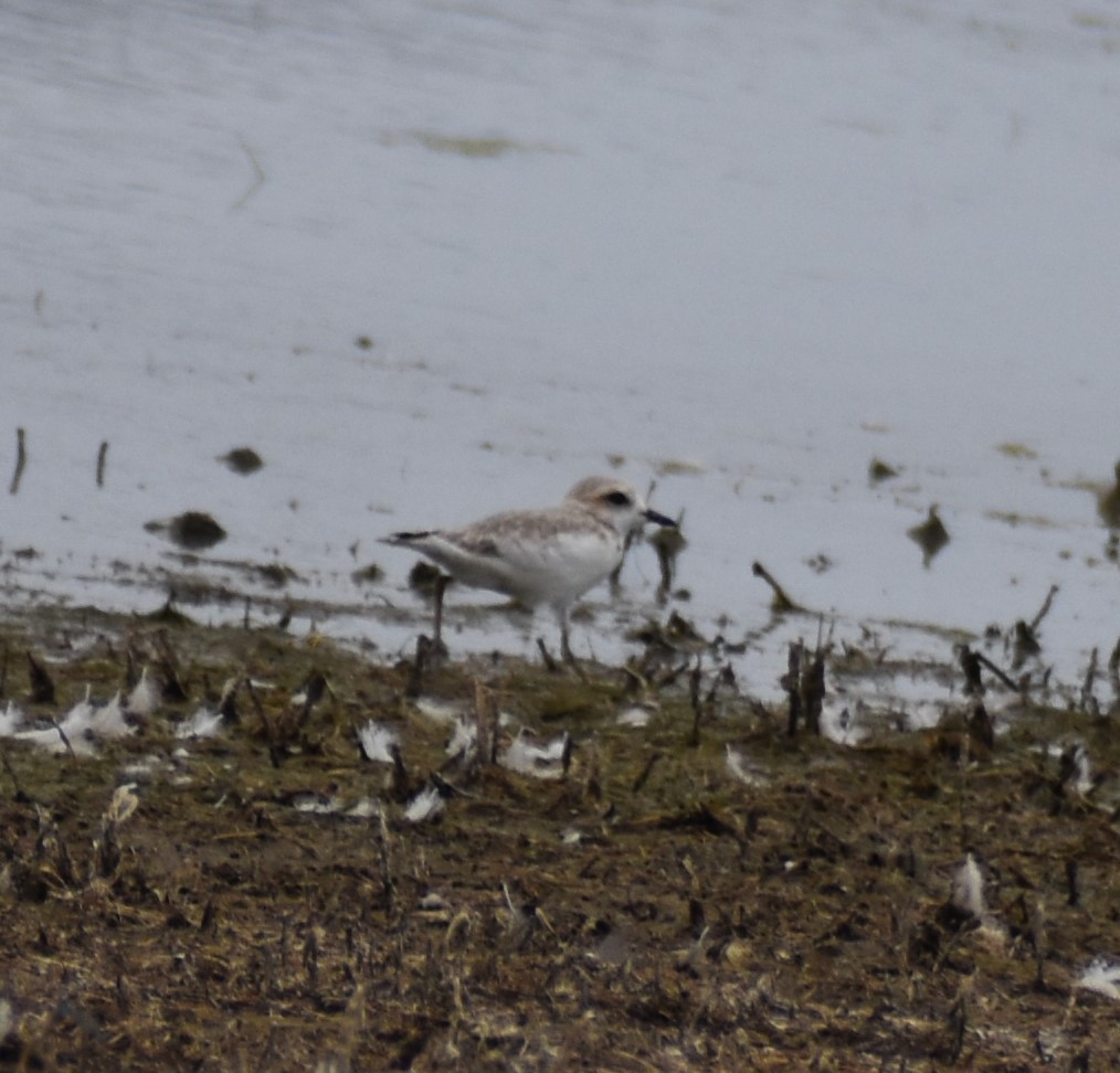 Snowy Plover - ML476832861