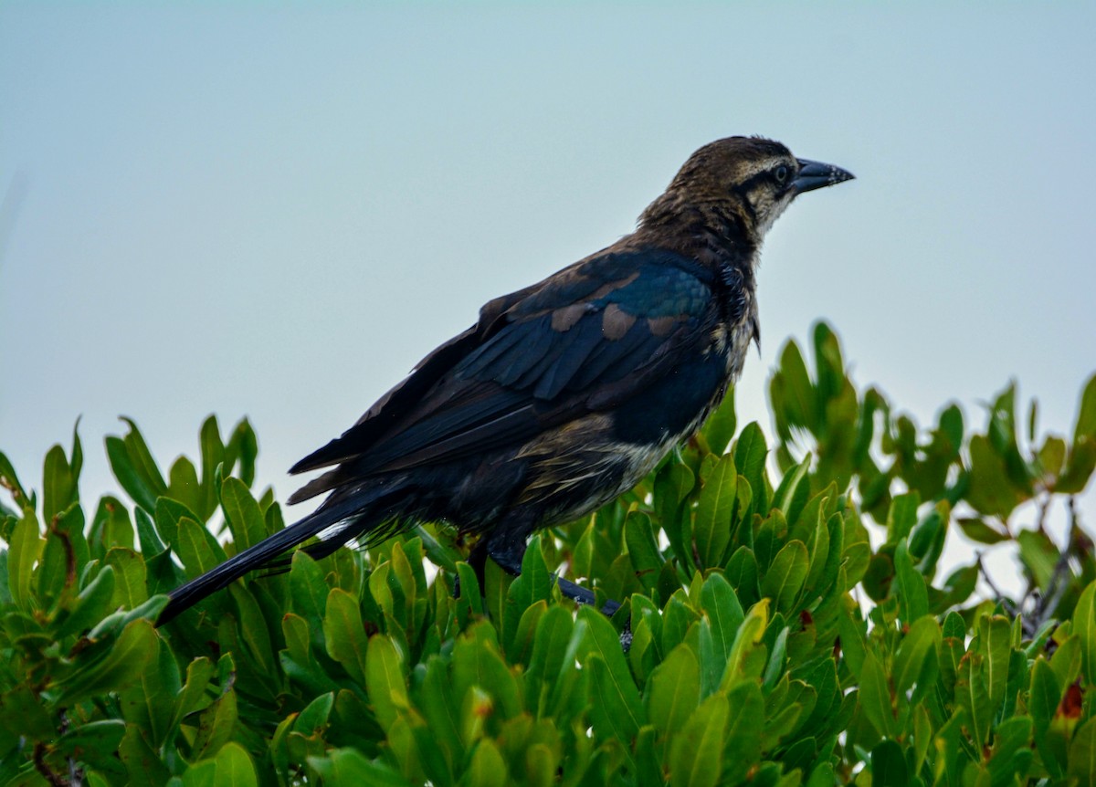 Boat-tailed Grackle - ML476833021