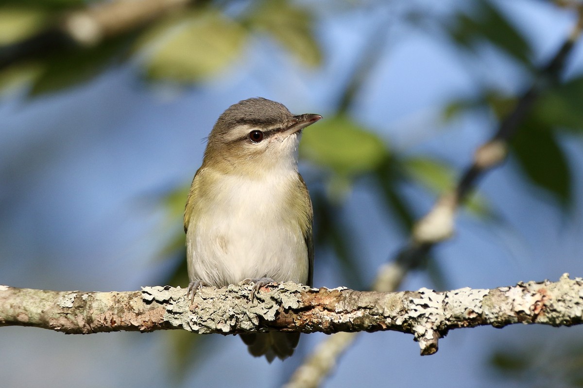 Vireo Ojirrojo - ML476833051