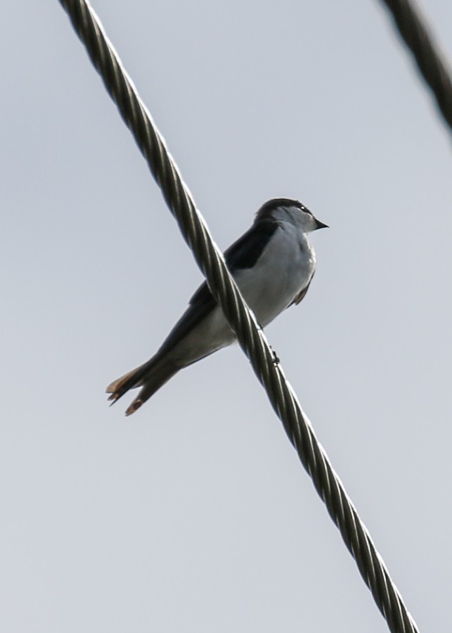 Golondrina de las Bahamas - ML476833131