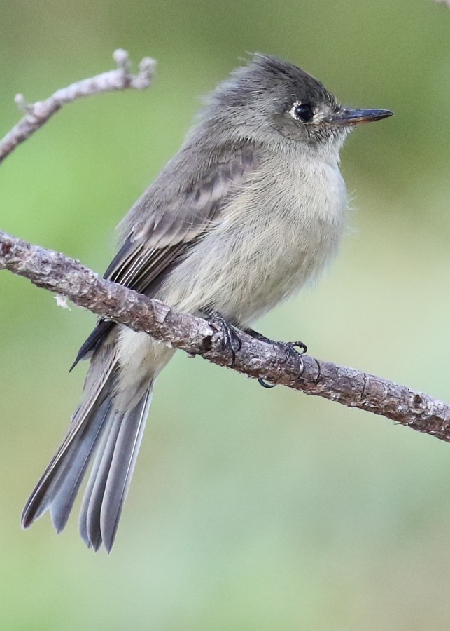 Cuban Pewee - ML476833391