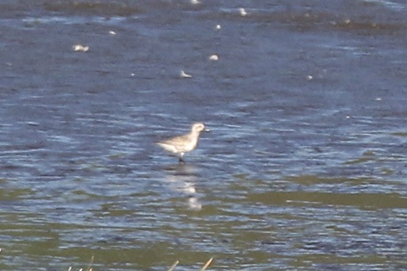 Black-bellied Plover - ML476833991